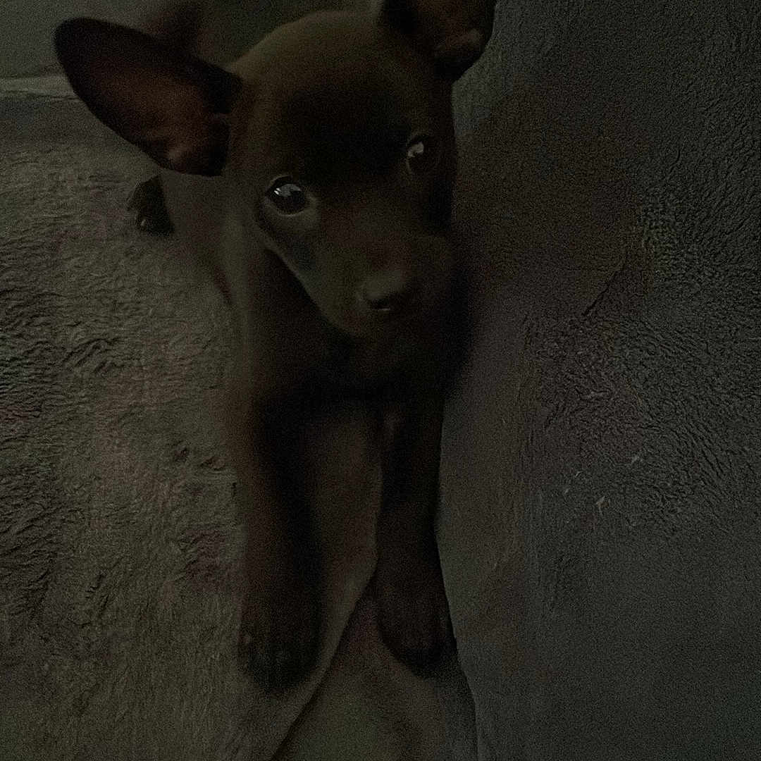 Otis