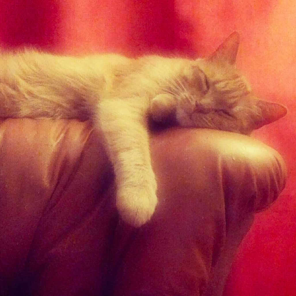 Nimu