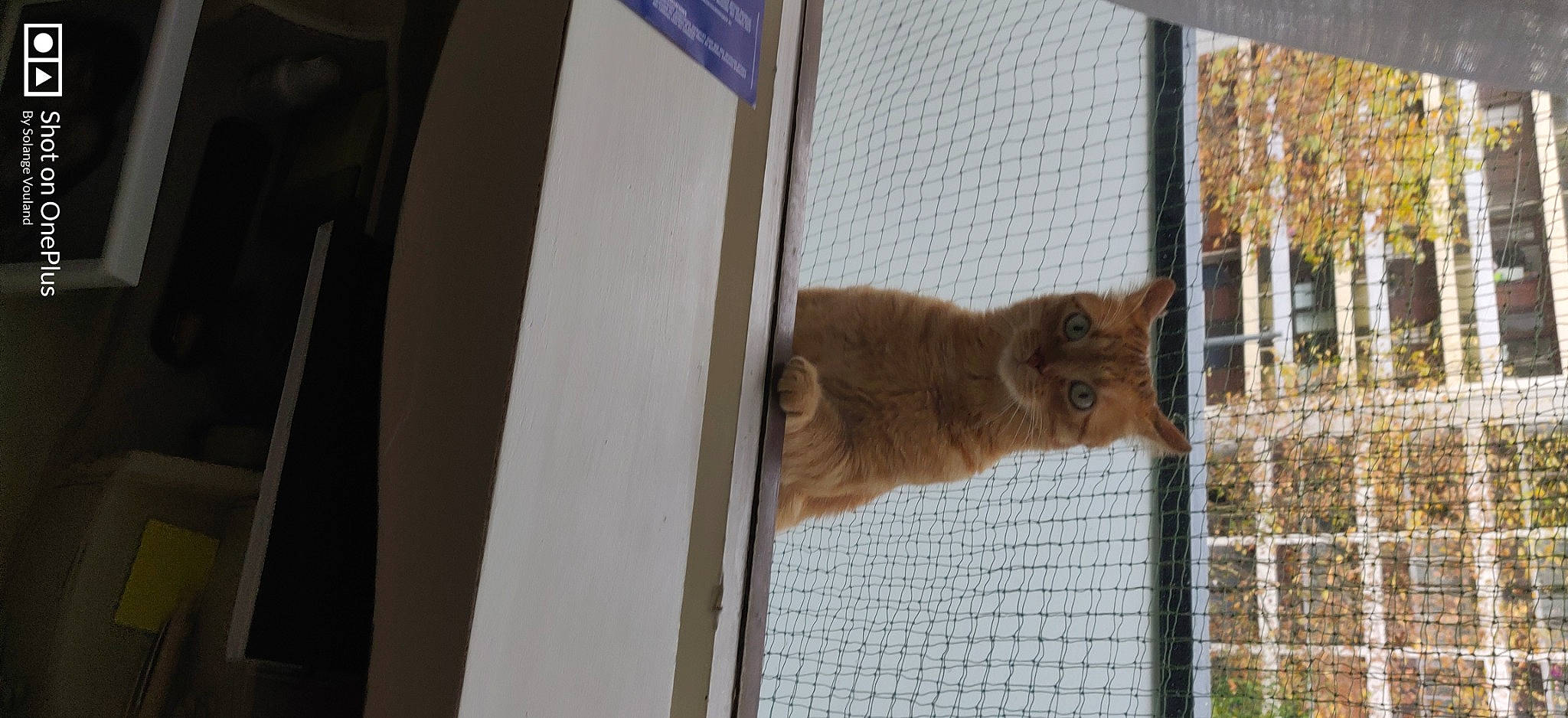 Nimu a rejoint le concours — aidez-le/la à gagner de superbes lots ! animal_shelter, carnivore, cat, domestic_short_haired_cat, fawn, felidae, fur, glass, house, lynx, mesh, pet_supply, small_to_medium_sized_cats, snout, tail, tree, whiskers, wildlife, window, wood