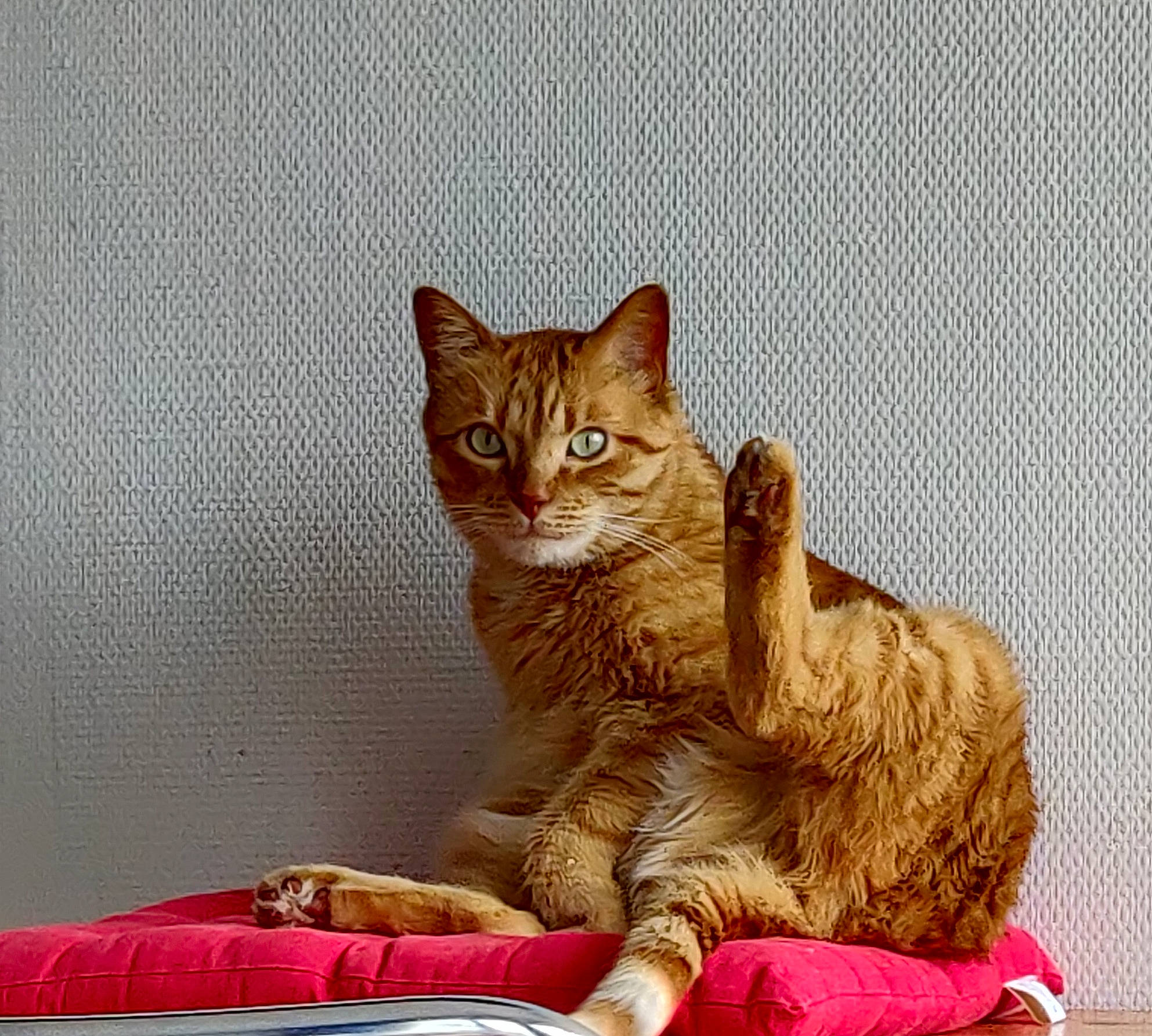 Nimu a rejoint le concours — aidez-le/la à gagner de superbes lots ! carnivore, cat, cat_supply, claw, comfort, domestic_short_haired_cat, fawn, felidae, fur, paw, pet_supply, rectangle, sitting, small_to_medium_sized_cats, snout, tail, terrestrial_animal, whiskers, window, wood