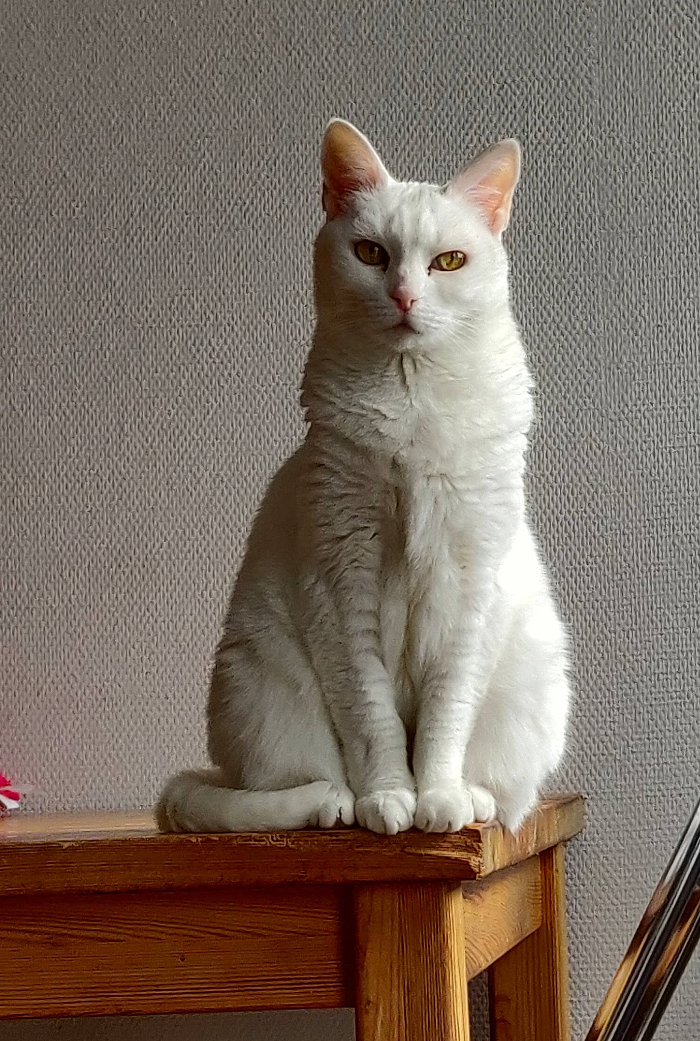 Bouli a rejoint le concours — aidez-le/la à gagner de superbes lots ! carnivore, cat, cat_supply, domestic_short_haired_cat, fawn, felidae, fur, paw, sitting, small_to_medium_sized_cats, snout, tail, whiskers, wood