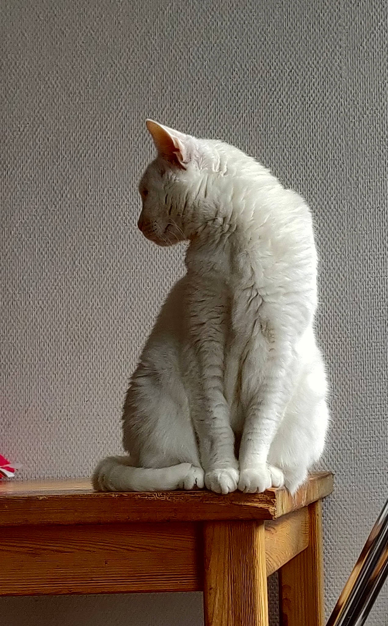 Bouli a rejoint le concours — aidez-le/la à gagner de superbes lots ! carnivore, cat, cat_supply, claw, comfort, domestic_short_haired_cat, fawn, felidae, foot, fur, paw, pet_supply, rectangle, sitting, small_to_medium_sized_cats, snout, tail, terrestrial_animal, whiskers, wood