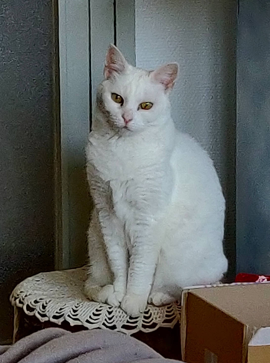 Bouli a rejoint le concours — aidez-le/la à gagner de superbes lots ! box, cardboard, carnivore, carton, cat, cat_supply, comfort, creative_arts, domestic_short_haired_cat, felidae, fur, packaging_and_labeling, pattern, shipping_box, small_to_medium_sized_cats, snout, tail, whiskers, white