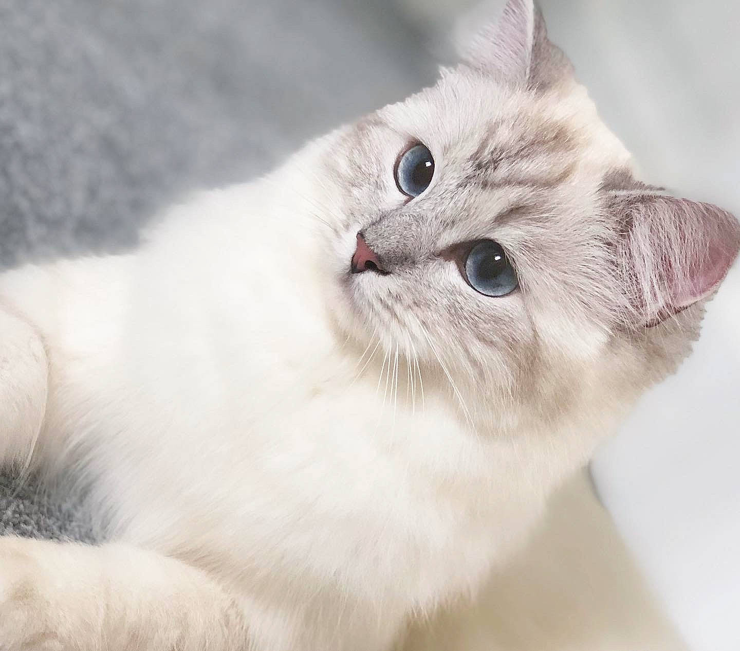 Isabelle is registered to the contest to win money with this photo: asian, asian_semi_longhair, british_longhair, british_semi_longhair, burmilla, carnivore, cat, eye, fawn, felidae, fur, kitten, mammal, munchkin, napoleon_cat, ragamuffin, ragdoll, small_to_medium_sized_cats, vertebrate, whiskers
