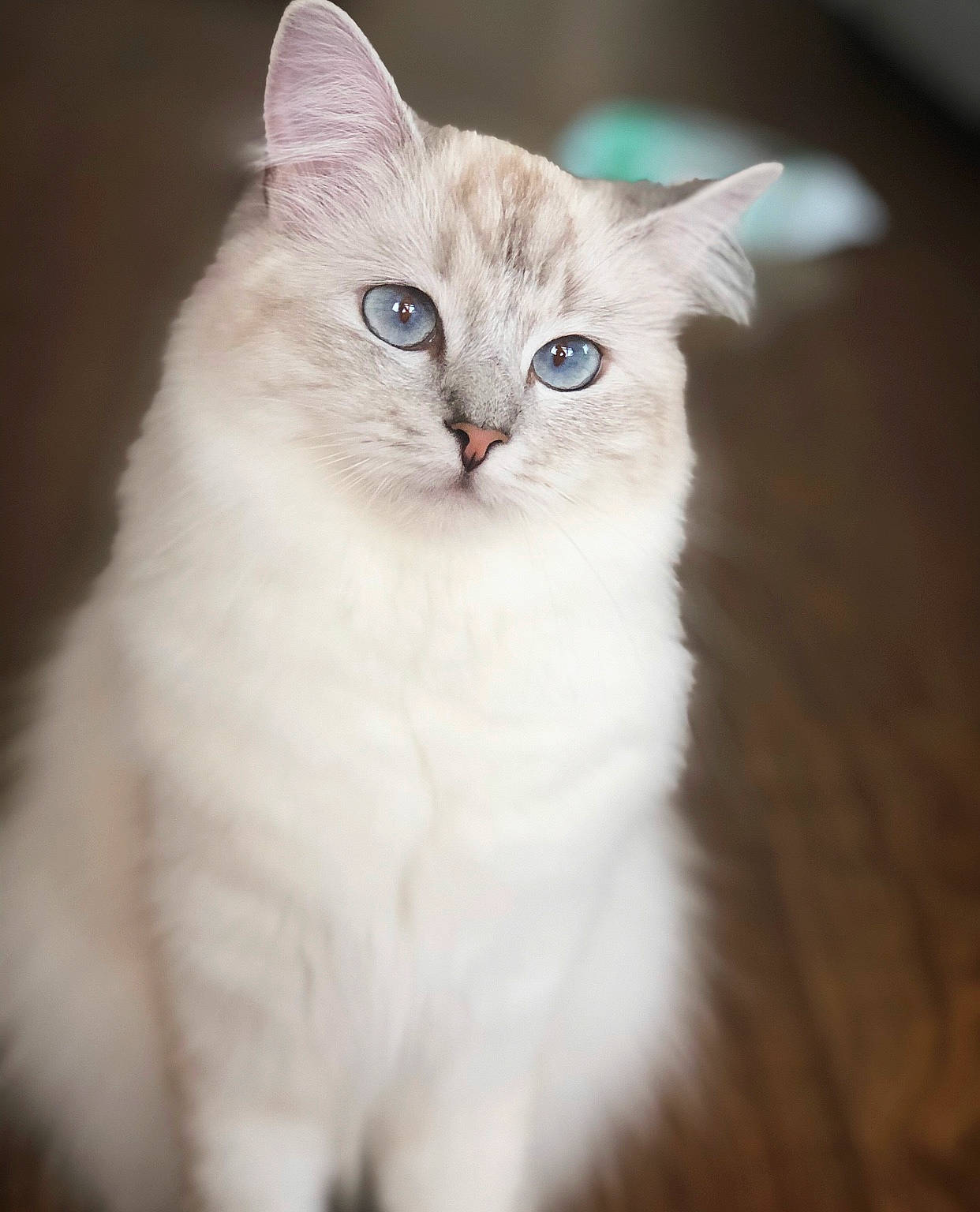 Isabelle joined the competition — help win amazing prizes! asian_semi_longhair, british_semi_longhair, burmilla, carnivore, cat, domestic_long_haired_cat, eye, felidae, fur, iris, kitten, mammal, ragamuffin, ragdoll, siberian, small_to_medium_sized_cats, turkish_angora, turkish_van, vertebrate, whiskers
