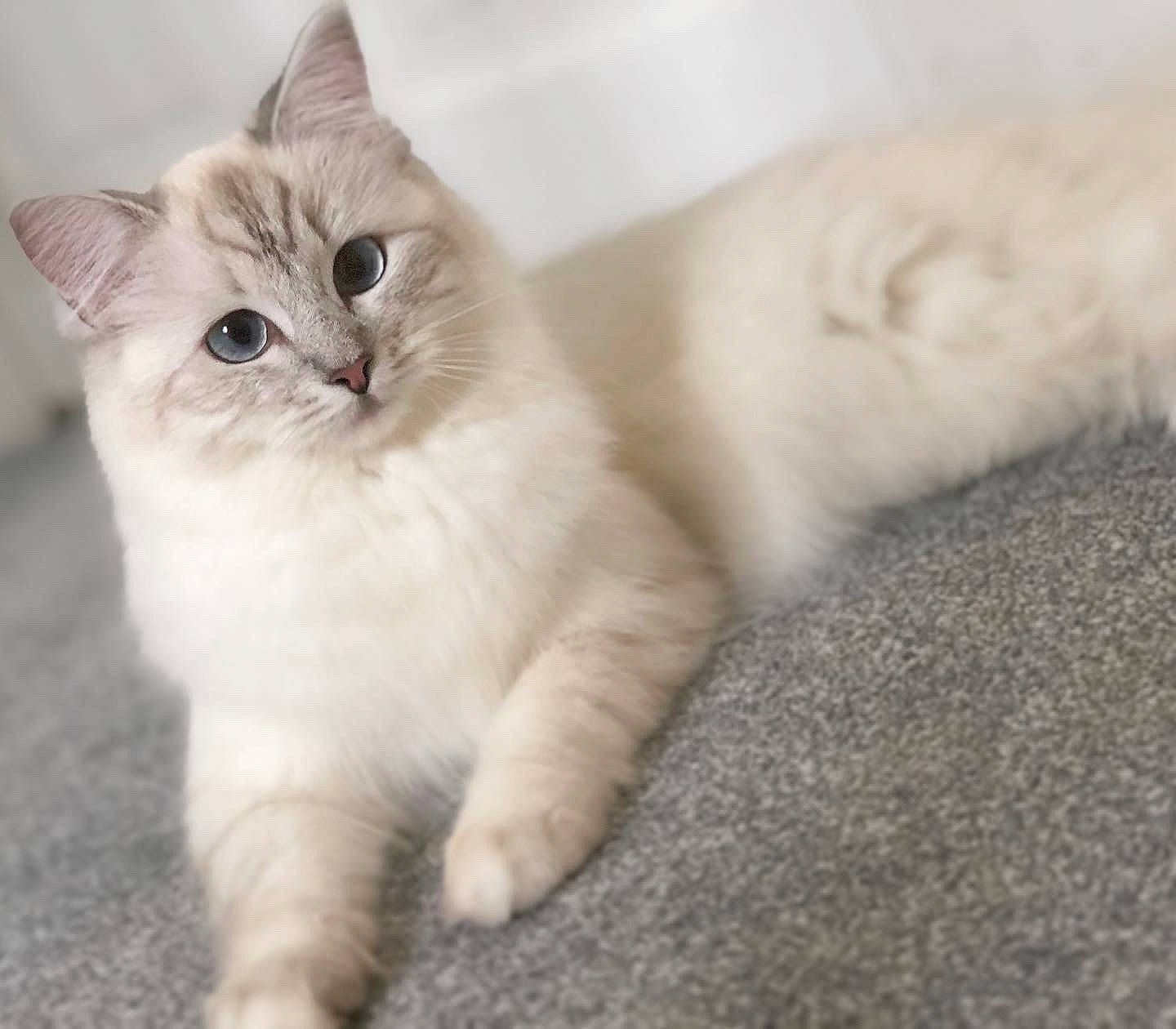 Isabelle joined the competition — help win amazing prizes! asian, asian_semi_longhair, british_semi_longhair, carnivore, cat, domestic_long_haired_cat, eye, felidae, fur, kitten, mammal, munchkin, ragamuffin, ragdoll, siberian, small_to_medium_sized_cats, turkish_angora, turkish_van, vertebrate, whiskers