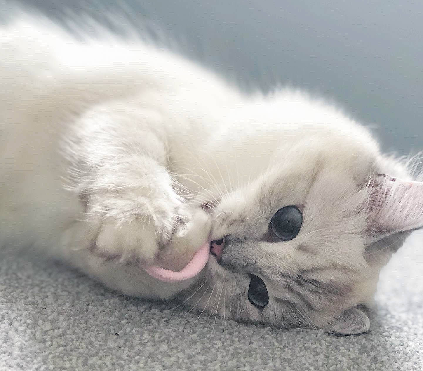Isabelle is registered to the contest to win money with this photo: carnivore, cat, cloud, ear, eye, fawn, felidae, fur, kitten, mammal, munchkin, nose, paw, persian, ragdoll, sky, small_to_medium_sized_cats, snout, whiskers