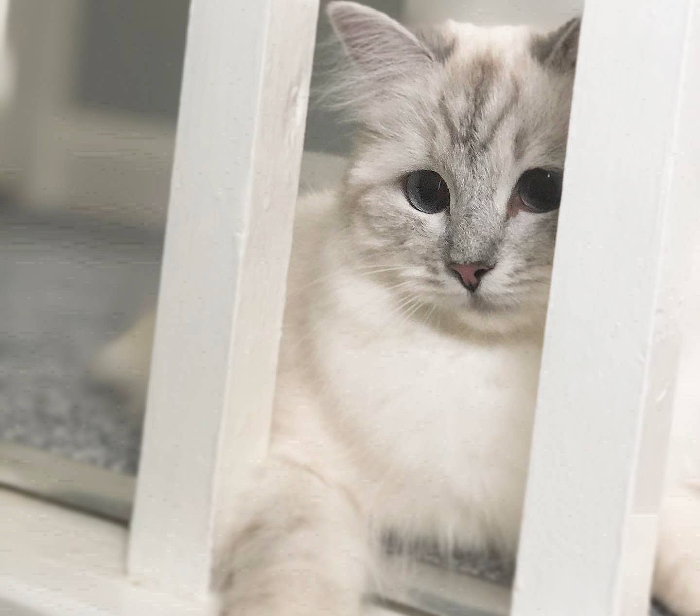 Isabelle joined the competition — help win amazing prizes! aegean_cat, asian, black_and_white, burmilla, carnivore, cat, domestic_short_haired_cat, ear, european_shorthair, eye, felidae, fur, kitten, mammal, ojos_azules, small_to_medium_sized_cats, snout, whiskers, window