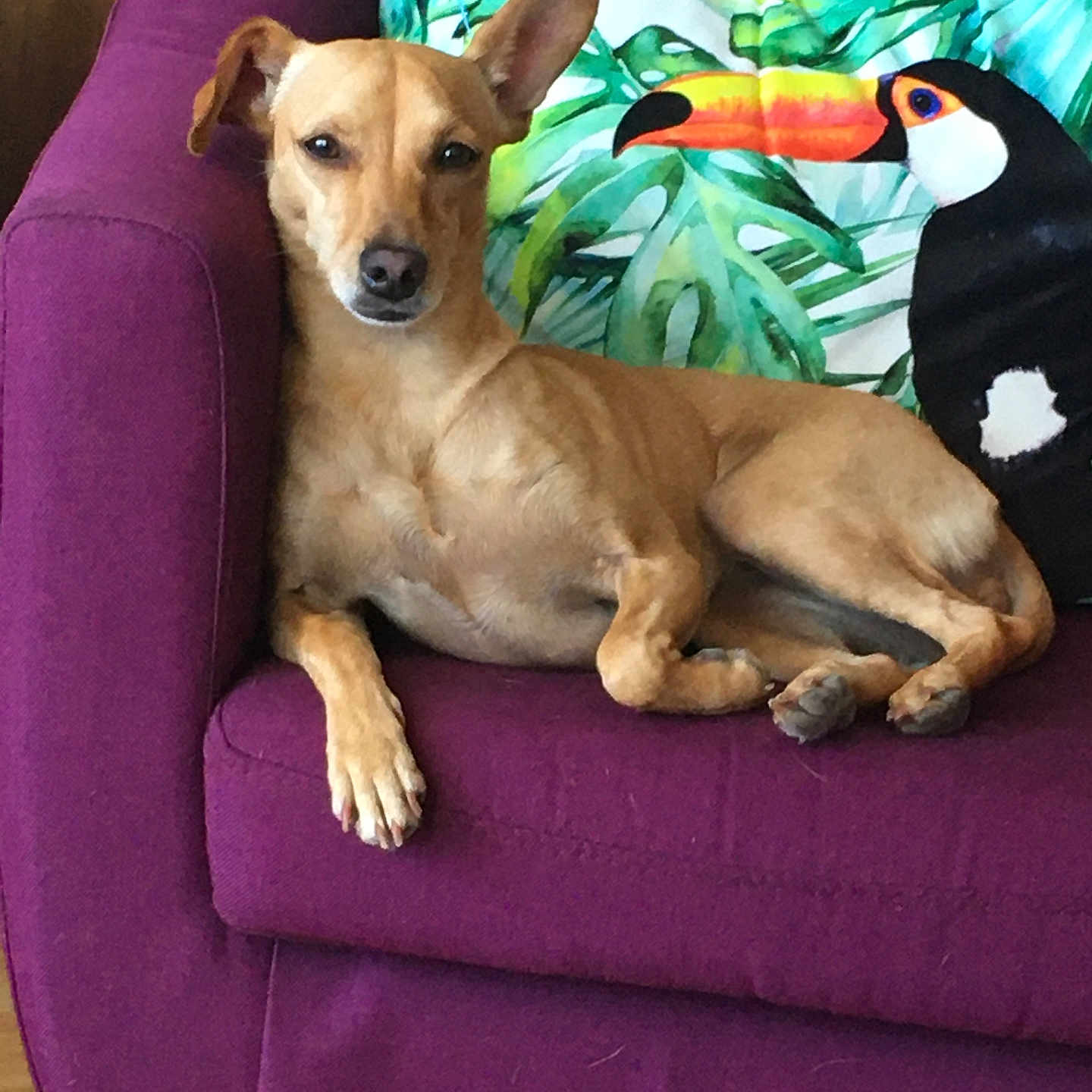 Pinky a rejoint le concours — aidez-le/la à gagner de superbes lots ! animal, brown_dog, canine, couch, cozy, decor, dog, furniture, house, indoor, leaf_pattern, living_room, pet, pillow, purple, relaxed, resting, toucan, tropical, wood_floor