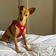 Pinky participe au concours pour gagner de l'argent avec cette photo : animal, attentive, bed, canine, curious, cute, dog, domestic_animal, ears, fur, furniture, head_tilt, indoor, looking, pet, portrait, red_harness, sitting, small_dog, white_bedspread