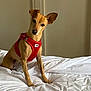 animal, attentive, bed, canine, curious, cute, dog, domestic_animal, ears, fur, furniture, head_tilt, indoor, looking, pet, portrait, red_harness, sitting, small_dog, white_bedspread