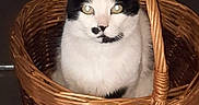 Peluche a rejoint le concours — aidez-le/la à gagner de superbes lots ! cat, basket, animal, pet, black_and_white, feline, cute, indoor, woven_basket, sitting, looking_at_camera, ears, whiskers, fur, domestic_animal, face, eyes, handle, floor, quiet