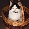 cat, basket, animal, pet, black_and_white, feline, cute, indoor, woven_basket, sitting, looking_at_camera, ears, whiskers, fur, domestic_animal, face, eyes, handle, floor, quiet