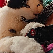Peluche a rejoint le concours — aidez-le/la à gagner de superbes lots ! cat, black_and_white, paw, resting, indoor, fabric, colorful, kitchen_utensils, red_appliance, cozy, close_up, fur, relaxed, animal, pet, whiskers, soft, comfort, home, portrait