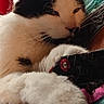 cat, black_and_white, paw, resting, indoor, fabric, colorful, kitchen_utensils, red_appliance, cozy, close_up, fur, relaxed, animal, pet, whiskers, soft, comfort, home, portrait