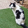 Peluche participe au concours pour gagner de l'argent avec cette photo : cat, black_and_white, grass, outdoor, pet, animal, fur, sitting, looking_back, nature, curious, tail, whiskers, ears, ground, garden, stone, texture, daylight, mammal