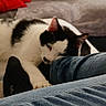 Peluche participe au concours pour gagner de l'argent avec cette photo : cat, black_and_white, jeans, leg, couch, red_pillow, indoor, pet, animal, fur, resting, clothing, comfort, domestic, relaxation, close_up, touch, human, casual, home