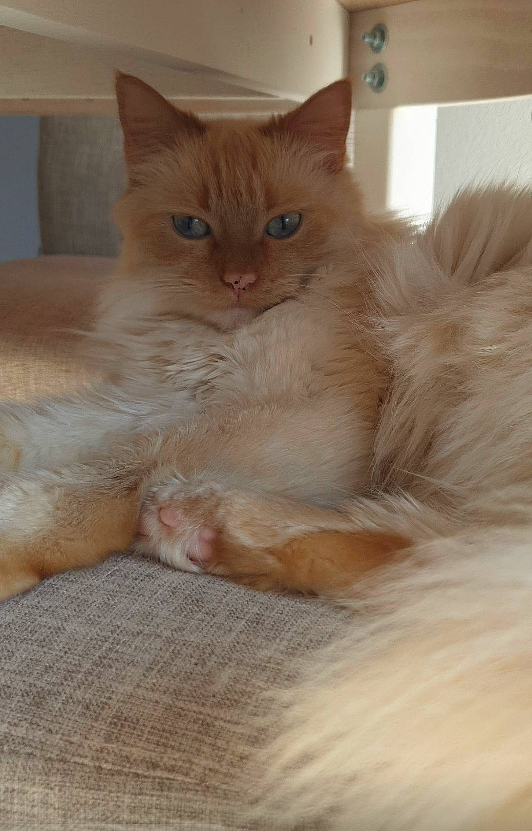 Moumoune participe au concours pour gagner de l'argent avec cette photo : carnivore, cat, claw, comfort, domestic_short_haired_cat, eye, fawn, felidae, fur, paw, peach, small_to_medium_sized_cats, snout, tail, whiskers, window, wood