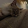 Marley participe au concours pour gagner de l'argent avec cette photo : animal, blurred_background, brown, calm, cat, closeup, cozy, ear, fabric, fluffy, fur, indoor, nose, peaceful, pet, resting, sleeping, soft, texture, whiskers