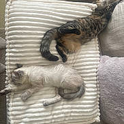 Marley participe au concours pour gagner de l'argent avec cette photo : blanket, cat, comfortable, couch, cozy, fur, furniture, home, indoor, light_cat, napping, paw, pet, pillow, relaxing, sleeping, stretching, tabby_cat, tail, wooden_chair