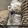 Marley a rejoint le concours — aidez-le/la à gagner de superbes lots ! animal, blanket, cat, close_up, comfort, cozy, cute, domestic, fluffy, fur, indoor, lying_down, neutral_colors, pet, pillows, relaxed, resting, sleepy, snapchat, text_overlay