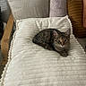 animal, blanket, cat, chair, comfort, cozy, cushion, cute, feline, fur, home, indoor, mammal, pet, pillow, relaxing, resting, sleepy, soft, tabby_cat