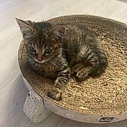 Caipi participe au concours pour gagner de l'argent avec cette photo : animal, bed, cardboard, cat, curious, cute, domestic, ears, feline, floor, fur, indoor, kitten, pet, resting, scratcher, small, tabby, whiskers, young