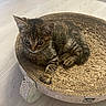 animal, bed, cardboard, cat, curious, cute, domestic, ears, feline, floor, fur, indoor, kitten, pet, resting, scratcher, small, tabby, whiskers, young