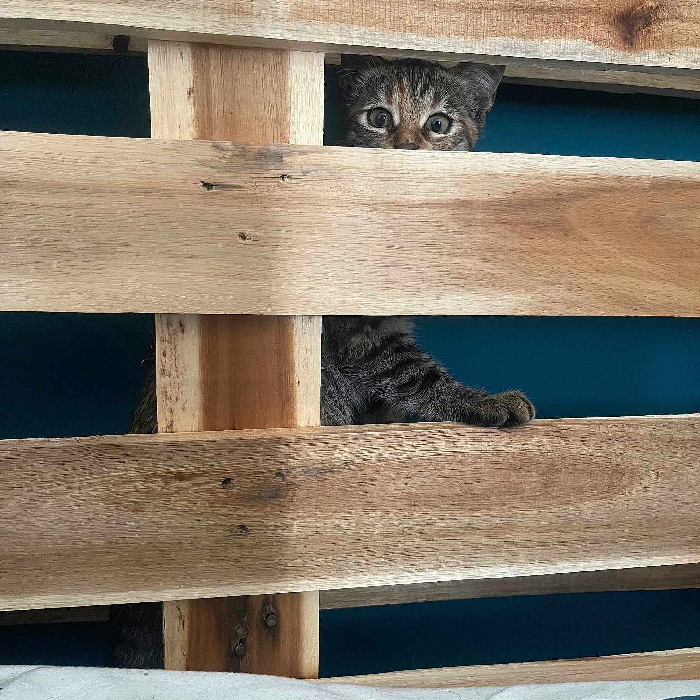 Caipi a rejoint le concours — aidez-le/la à gagner de superbes lots ! animal, bed, cat, curious, cute, domestic, eyes, furniture, home, indoor, mischievous, paw, peeking, pet, playful, resting, slats, tabby_cat, wood_texture, wooden_bed_frame
