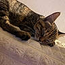 Caipi a rejoint le concours — aidez-le/la à gagner de superbes lots ! animal, calm, cat, close_up, cozy, cute, domestic_cat, fluffy_blanket, fur, indoor, mammal, peaceful, pet, relaxed, resting, sleeping, soft_light, tabby, texture, whiskers