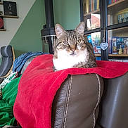 Lucky participe au concours pour gagner de l'argent avec cette photo : cat, tabby_cat, chair, red_blanket, leather, indoor, bookshelf, books, furniture, living_room, pet, animal, cozy, relaxed, household, background, stove_pipe, decor, window_reflection, sitting