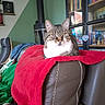 animal, background, books, bookshelf, cat, chair, cozy, decor, furniture, household, indoor, leather, living_room, pet, red_blanket, relaxed, sitting, stove_pipe, tabby_cat, window_reflection