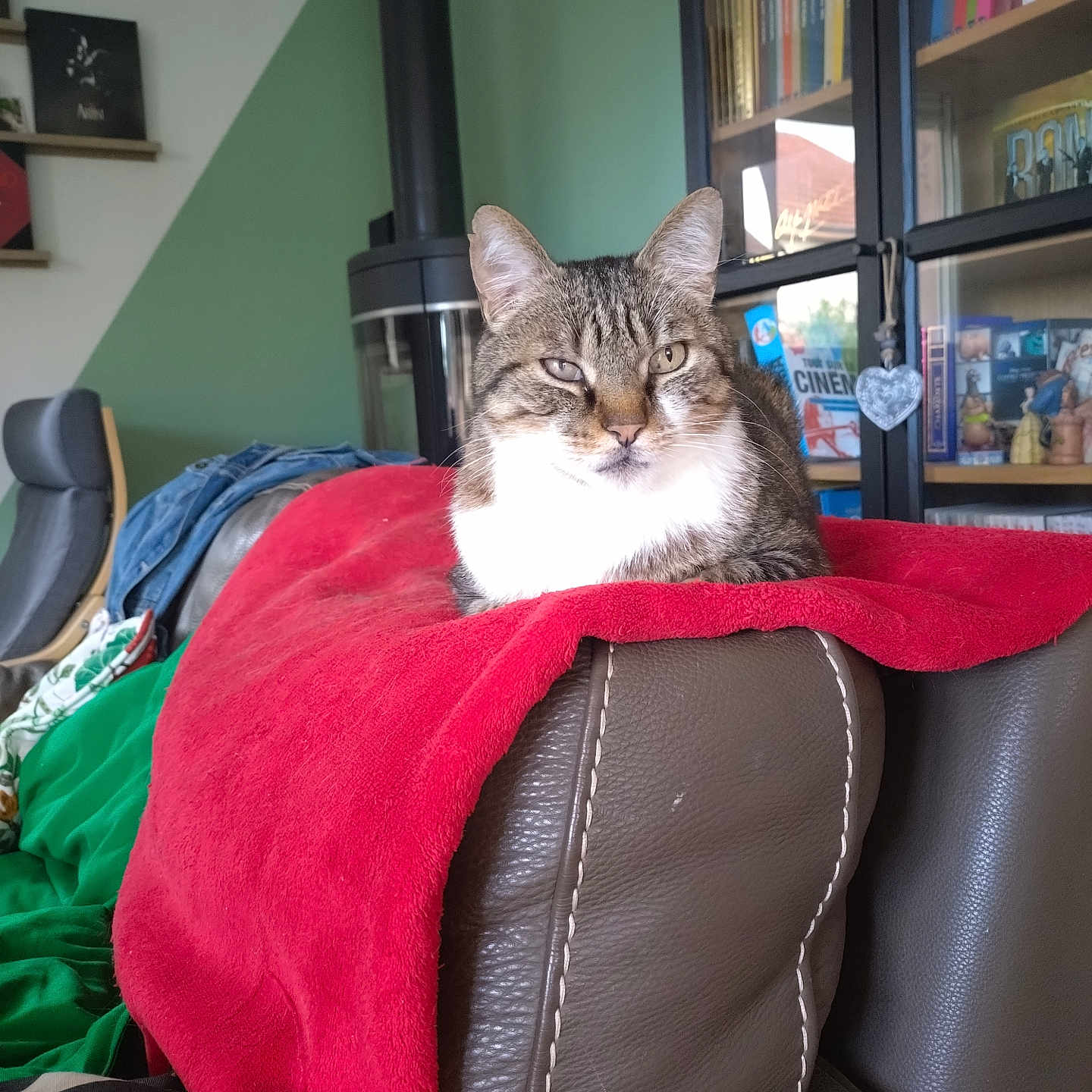 Lucky participe au concours pour gagner de l'argent avec cette photo : cat, tabby_cat, chair, red_blanket, leather, indoor, bookshelf, books, furniture, living_room, pet, animal, cozy, relaxed, household, background, stove_pipe, decor, window_reflection, sitting