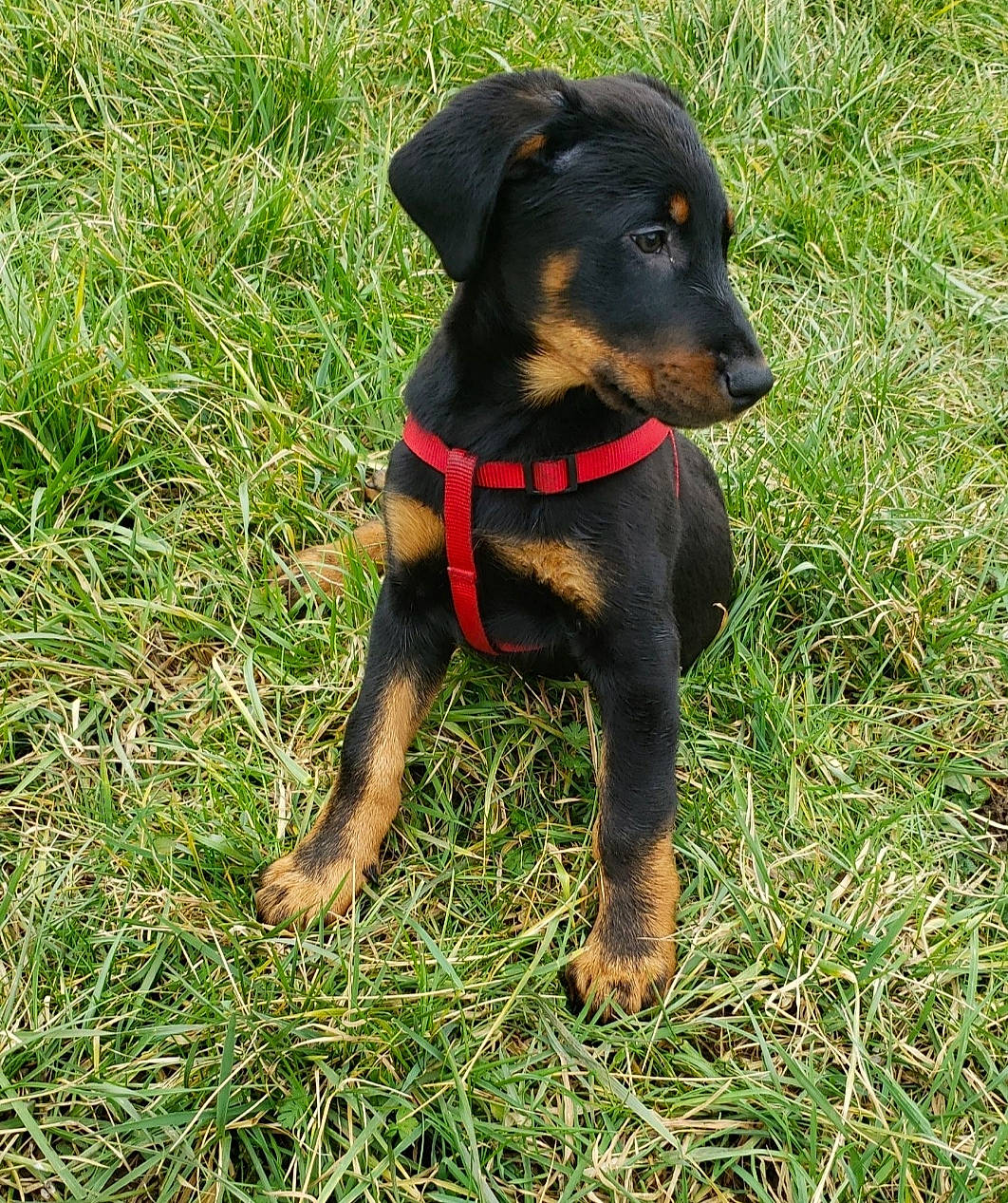 Tara a rejoint le concours — aidez-le/la à gagner de superbes lots ! canidae, carnivore, collar, companion_dog, dog, dog_breed, dog_collar, dog_supply, fashion_accessory, fawn, grass, guard_dog, pet_supply, pinscher, plant, snout, sporting_group, tail, toy_dog, working_animal