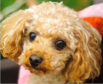 Dewey is registered to the contest to win money with this photo: canidae, carnivore, cavapoo, cockapoo, companion_dog, dog, dog_breed, goldendoodle, maltepoo, mammal, miniature_poodle, poodle, poodle_crossbreed, puppy, rare_breed_dog, snout, sporting_group, toy_dog, toy_poodle, vertebrate