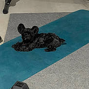 Philly Cruz Torrales is registered to the contest to win money with this photo: animal, black_dog, carpet, cute, dog, dumbbell, exercise_mat, fitness_equipment, floor, floor_mat, gym, home_gym, indoor, large_ears, looking_at_camera, pet, relaxed, resting, small_dog, workout_area