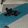 animal, black_dog, carpet, cute, dog, dumbbell, exercise_mat, fitness_equipment, floor, floor_mat, gym, home_gym, indoor, large_ears, looking_at_camera, pet, relaxed, resting, small_dog, workout_area