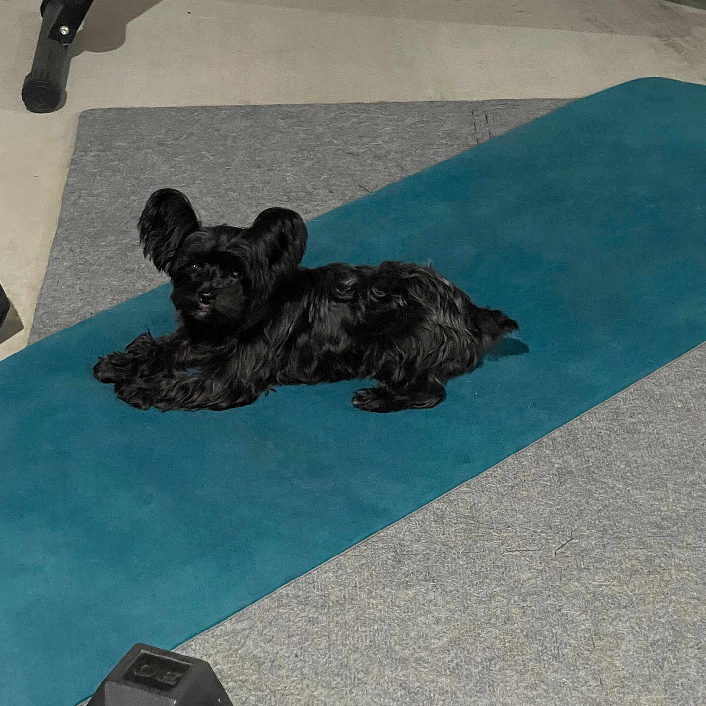 Philly Cruz Torrales is registered to the contest to win money with this photo: animal, black_dog, carpet, cute, dog, dumbbell, exercise_mat, fitness_equipment, floor, floor_mat, gym, home_gym, indoor, large_ears, looking_at_camera, pet, relaxed, resting, small_dog, workout_area