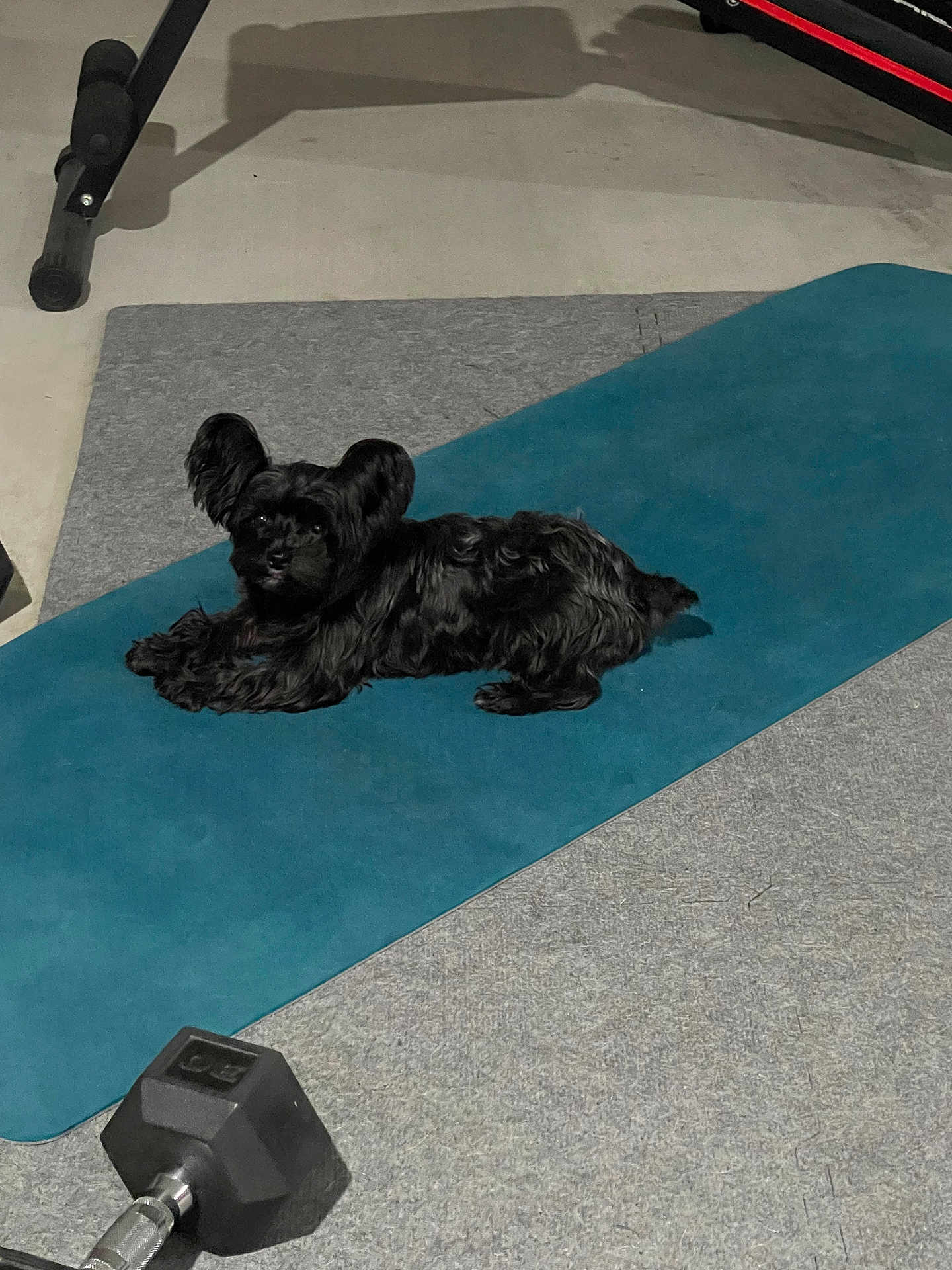 Philly Cruz Torrales is registered to the contest to win money with this photo: animal, black_dog, carpet, cute, dog, dumbbell, exercise_mat, fitness_equipment, floor, floor_mat, gym, home_gym, indoor, large_ears, looking_at_camera, pet, relaxed, resting, small_dog, workout_area