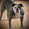 dog, bulldog, canine, pet, animal, standing, portrait, face, eyes, nose, ears, wrinkles, white_and_gray, muscular, indoor, wooden_floor, home, front_view, serious_expression, photography