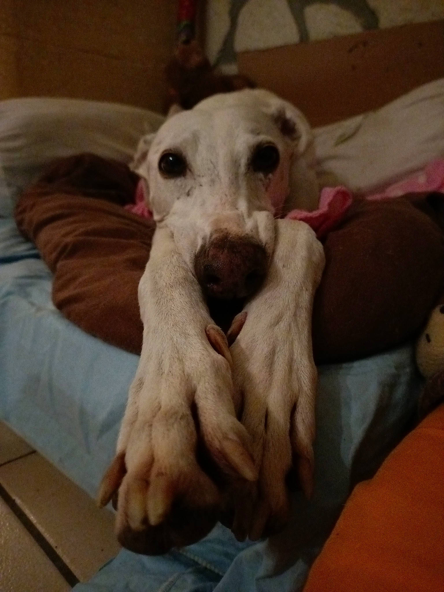 Malo participe au concours pour gagner de l'argent avec cette photo : canidae, carnivore, companion_dog, dog, dog_breed, dogo_argentino, mammal, non_sporting_group, snout, vertebrate