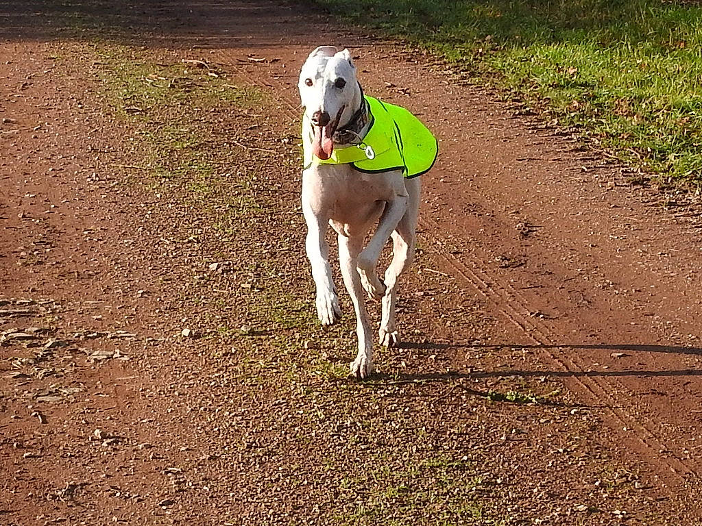 Malo participe au concours pour gagner de l'argent avec cette photo : azawakh, canidae, carnivore, dog, dog_breed, galgo_espanol, greyhound, hortaya_borzaya, italian_greyhound, leash, magyar_agar, mammal, mudhol_hound, polish_greyhound, rampur_greyhound, sighthound, sloughi, sporting_group, vertebrate, weimaraner