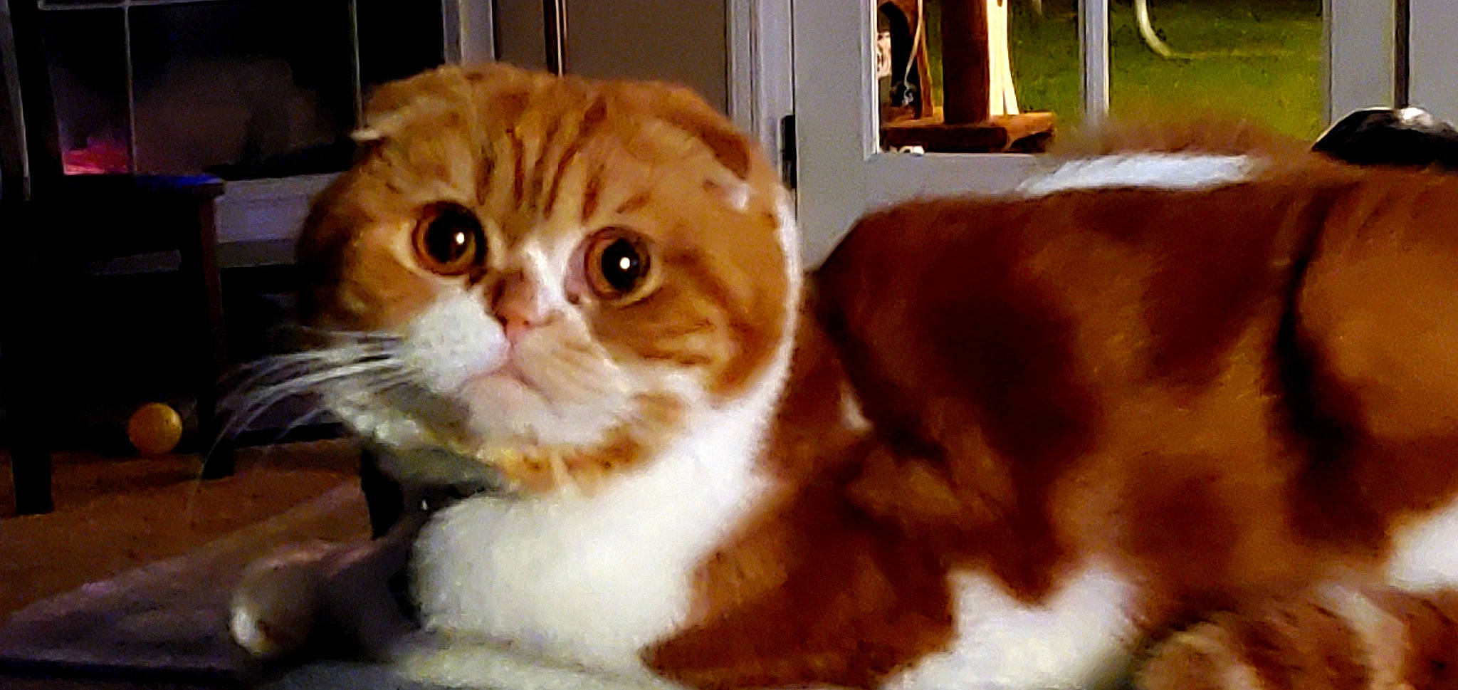 Sasha is registered to the contest to win money with this photo: carnivore, cat, companion_dog, domestic_short_haired_cat, eye, fawn, felidae, fur, hair, hardwood, head, liver, pet_supply, small_to_medium_sized_cats, snout, terrestrial_animal, whiskers, window, wood