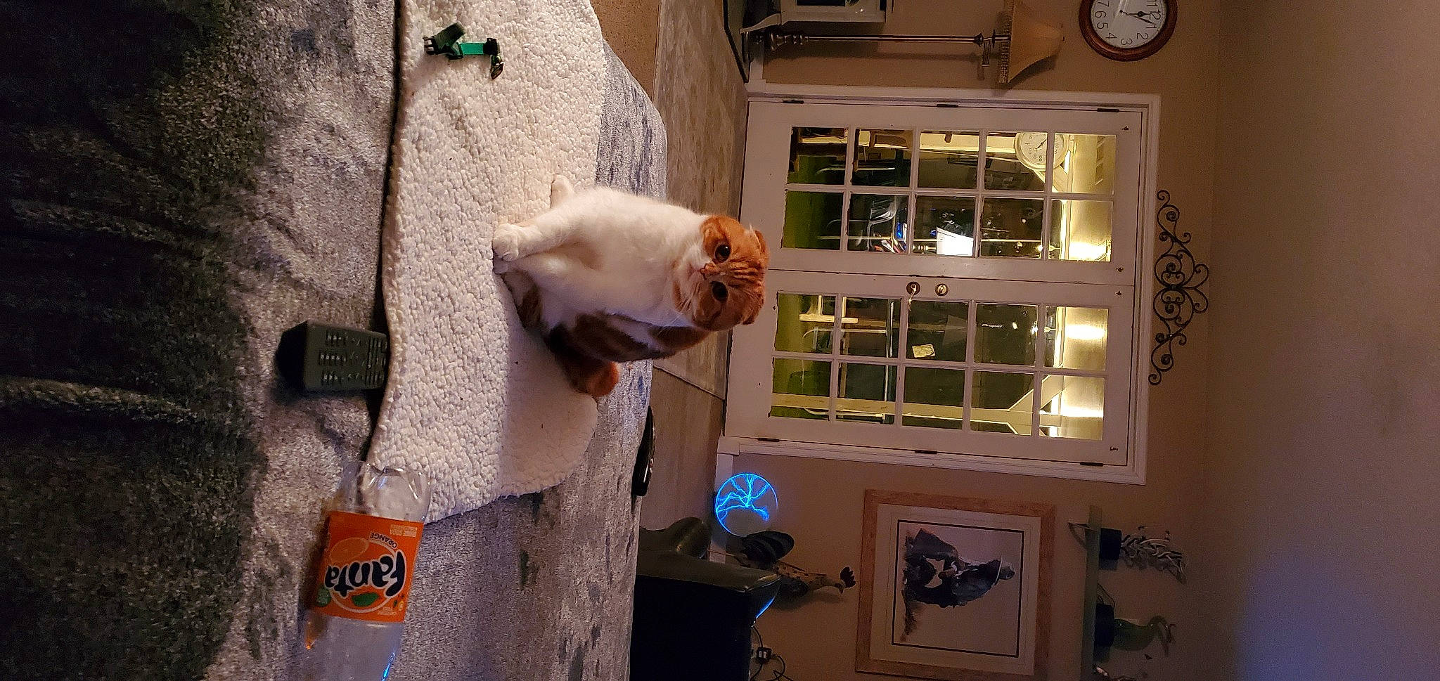 Sasha is registered to the contest to win money with this photo: blue, building, carnivore, cat, clock, collar, companion_dog, door, felidae, fixture, fur, home_door, picture_frame, room, small_to_medium_sized_cats, tail, wall, whiskers, window, wood