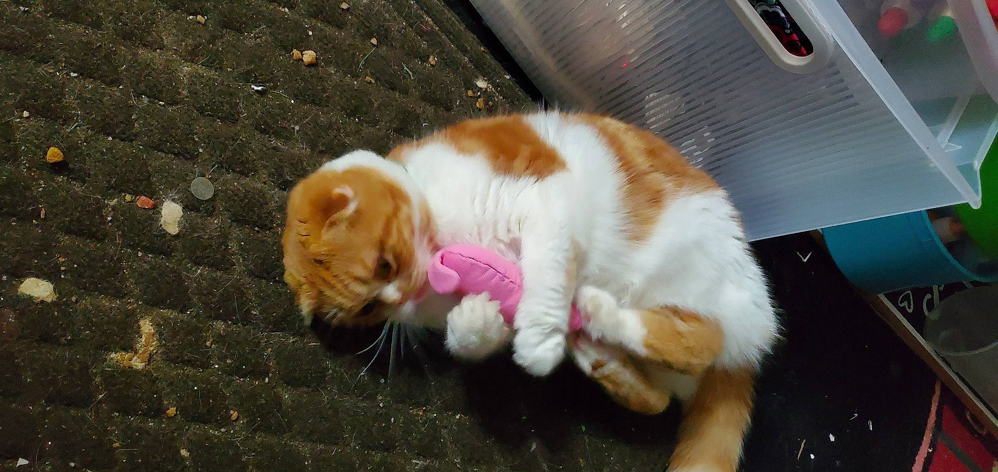 Sasha is registered to the contest to win money with this photo: art, carnivore, cat, claw, domestic_short_haired_cat, fawn, felidae, foot, fur, grass, lap, mammal, paw, small_to_medium_sized_cats, snout, tail, vertebrate, whiskers