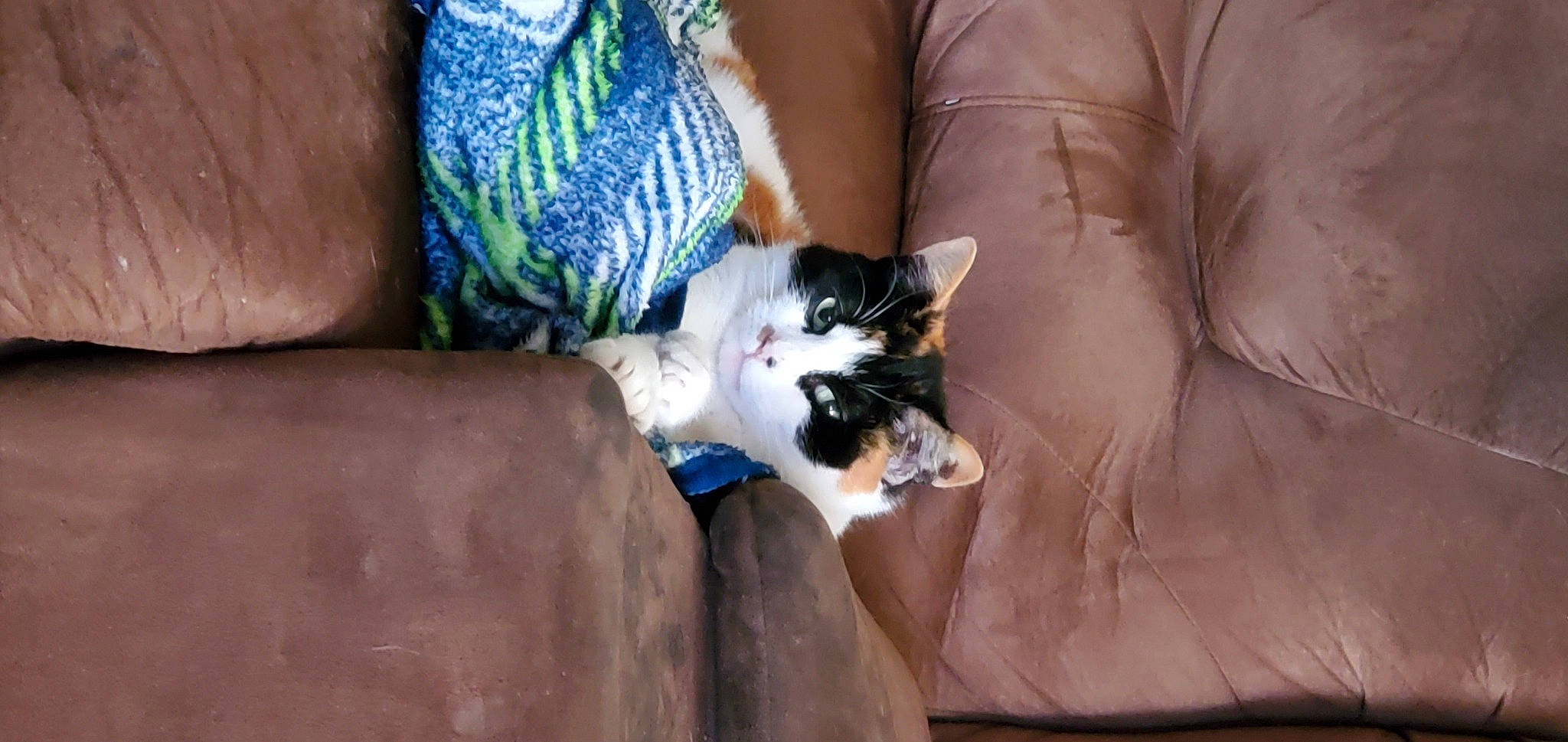 Kalley is registered to the contest to win money with this photo: carnivore, cat, claw, comfort, domestic_short_haired_cat, felidae, foot, fur, grey, human_leg, lap, leg, paw, plant, sitting, small_to_medium_sized_cats, tail, thigh, whiskers, wood