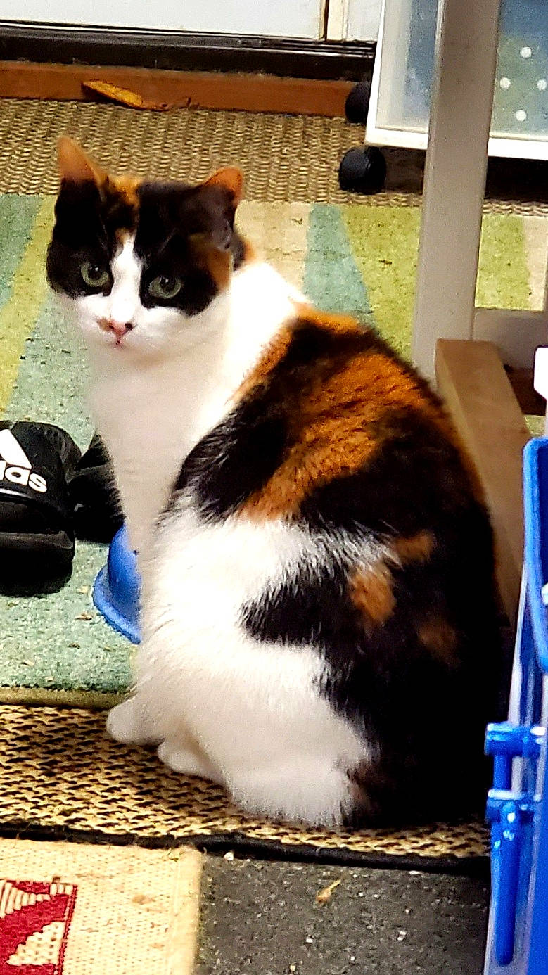 Kalley joined the competition — help win amazing prizes! blue, carnivore, cat, comfort, domestic_short_haired_cat, felidae, flooring, foot, fur, grass, human_leg, paw, sitting, small_to_medium_sized_cats, snapshot, tail, whiskers