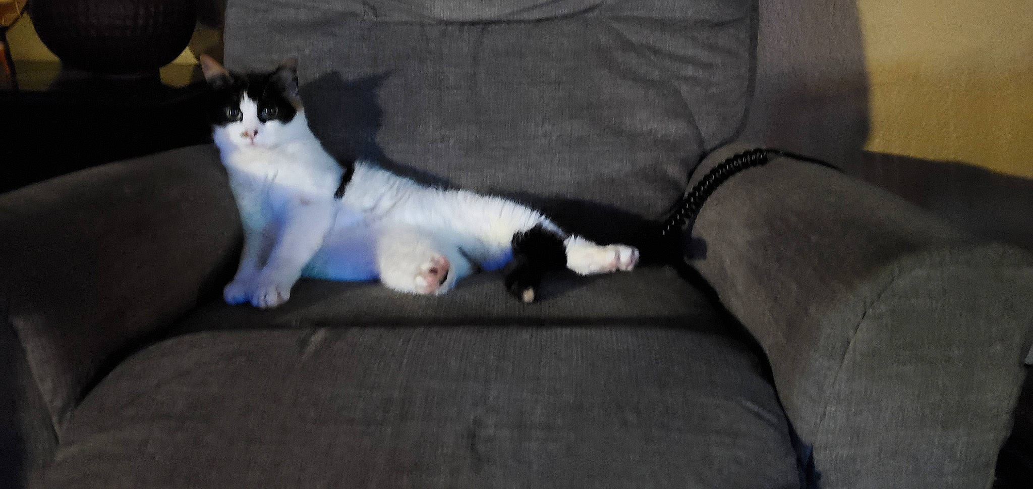 Kalley is registered to the contest to win money with this photo: canidae, carnivore, cat, comfort, couch, domestic_short_haired_cat, eye, felidae, flooring, fur, grey, hardwood, human_leg, paw, sitting, small_to_medium_sized_cats, snout, tail, whiskers, wood