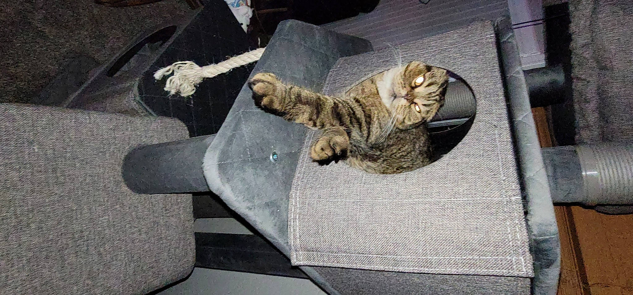 Harley is registered to the contest to win money with this photo: artifact, carnivore, cat, comfort, couch, domestic_short_haired_cat, felidae, fur, grey, metal, paw, road_surface, small_to_medium_sized_cats, tail, terrestrial_animal, whiskers, wood