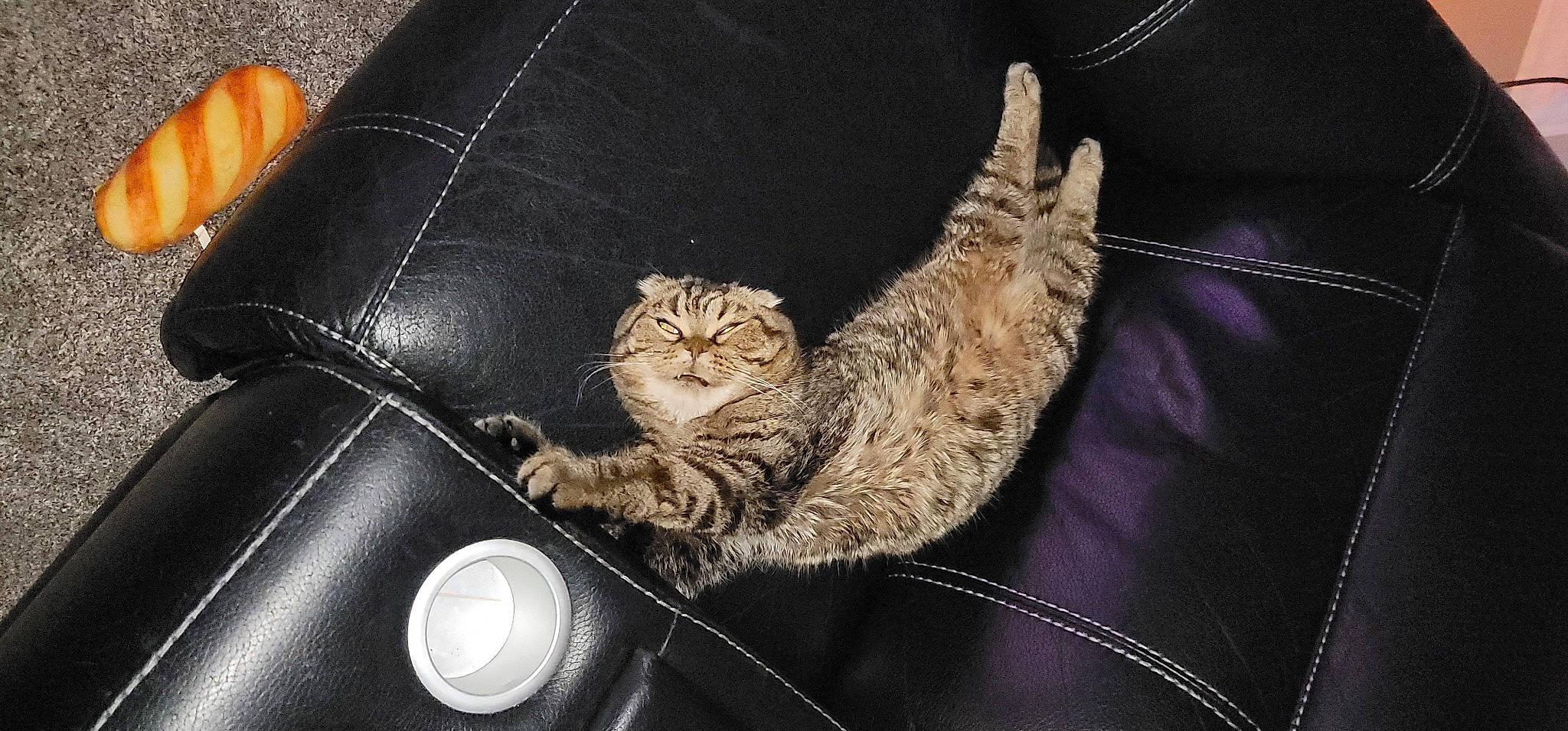 Harley joined the competition — help win amazing prizes! audio_equipment, bag, baggage, carnivore, cat, claw, comfort, couch, domestic_short_haired_cat, felidae, fur, human_leg, luggage_and_bags, paw, small_to_medium_sized_cats, snout, tail, tree, whiskers, window